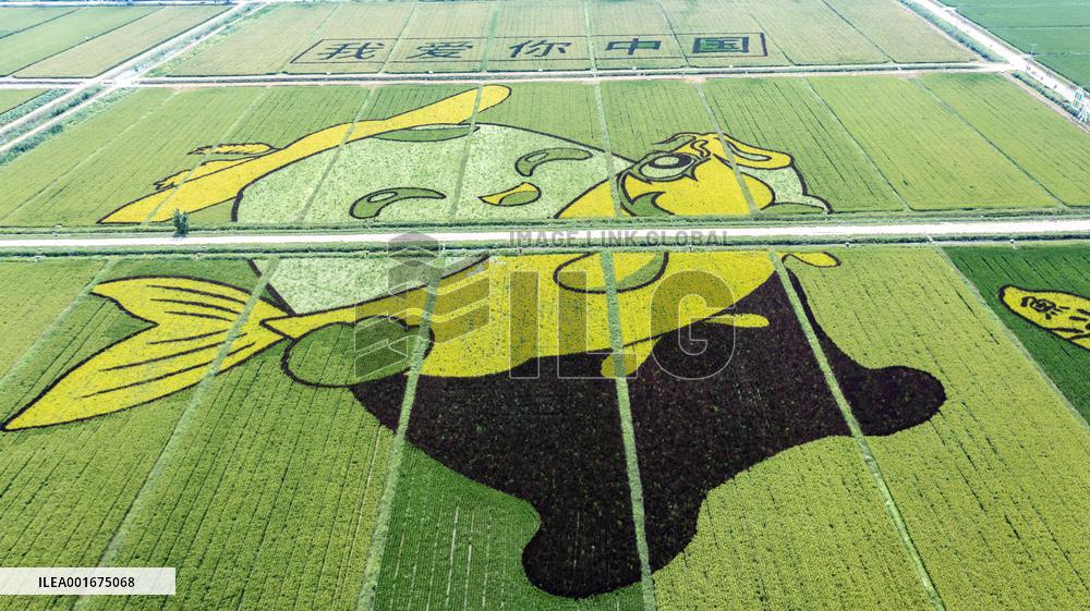 Giant Cartoon Painting Pattern in A Rice Field in Xi 'an