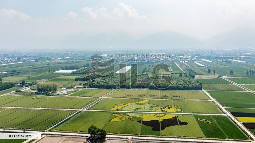 Giant Cartoon Painting Pattern in A Rice Field in Xi 'an