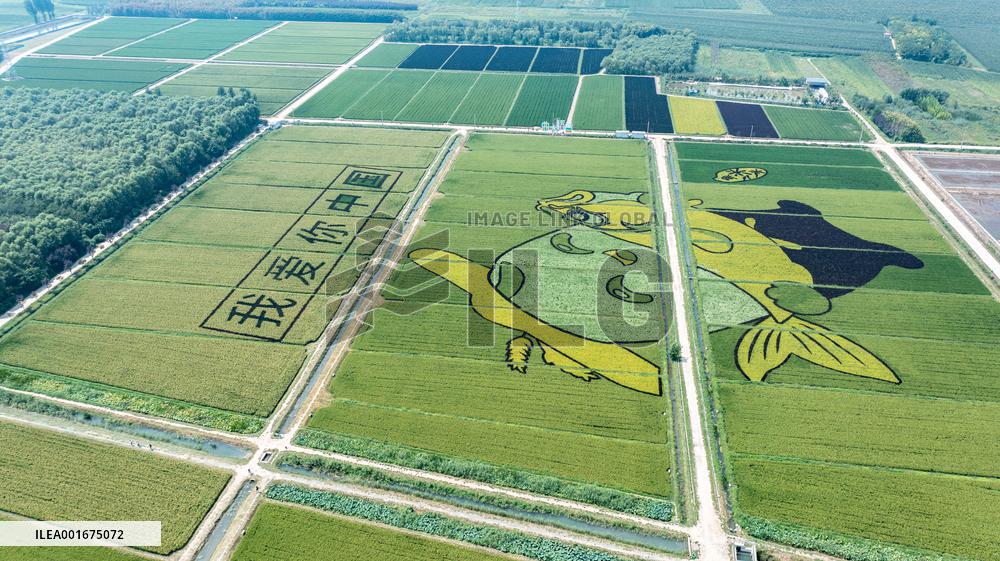 Giant Cartoon Painting Pattern in A Rice Field in Xi 'an