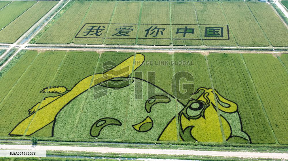 Giant Cartoon Painting Pattern in A Rice Field in Xi 'an