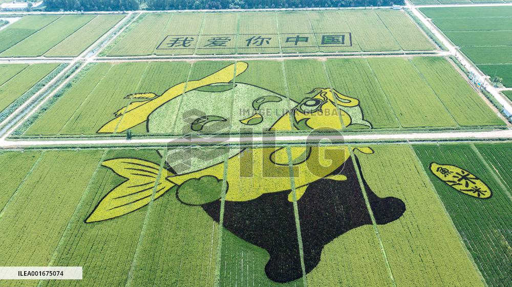 Giant Cartoon Painting Pattern in A Rice Field in Xi 'an