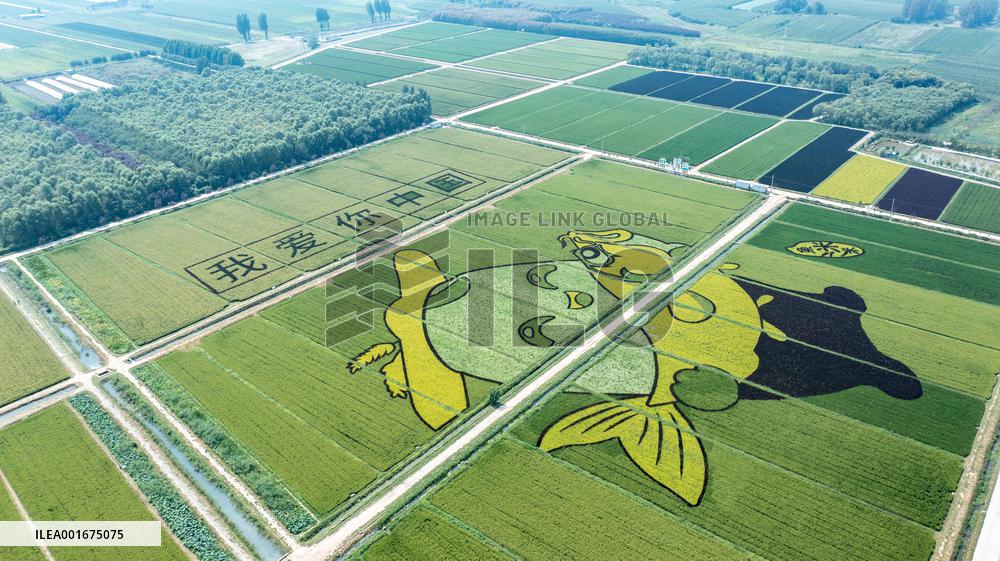 Giant Cartoon Painting Pattern in A Rice Field in Xi 'an