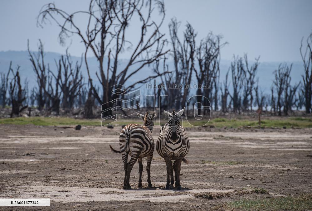 KENYA-NAKURU-WILDLIFE