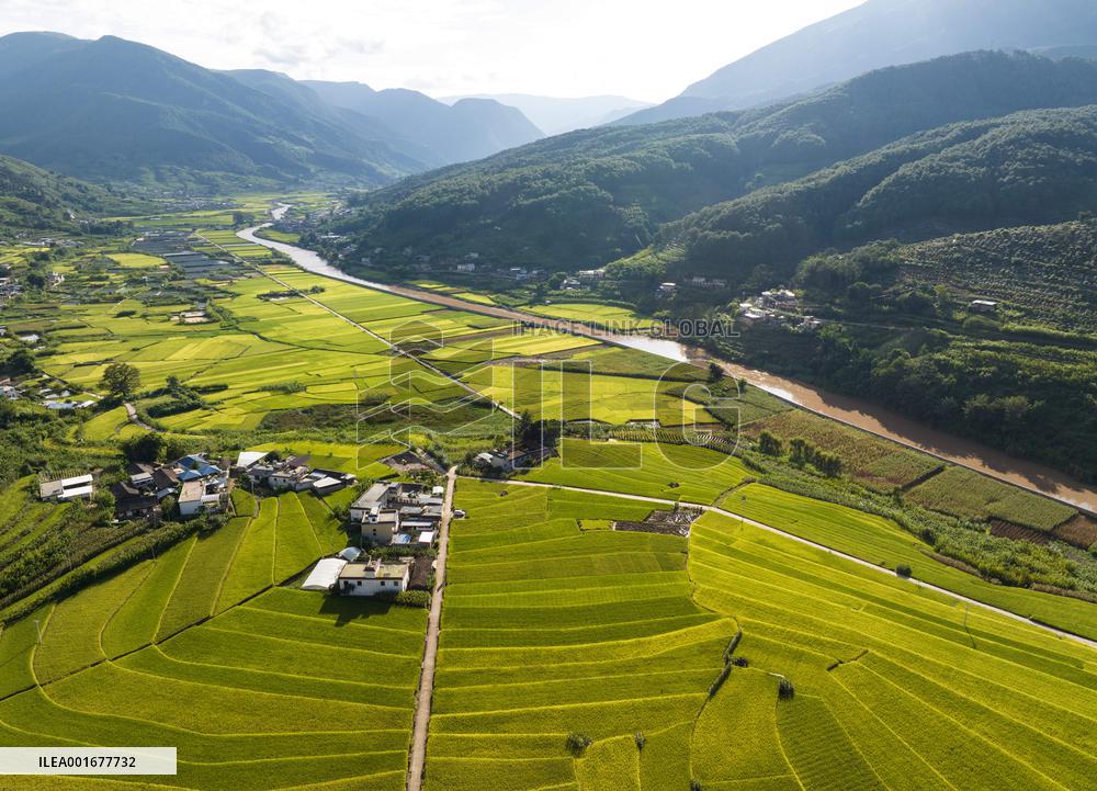 CHINA-SICHUAN-YANBIAN COUNTY-PADDY FIELDS-HARVEST (CN)