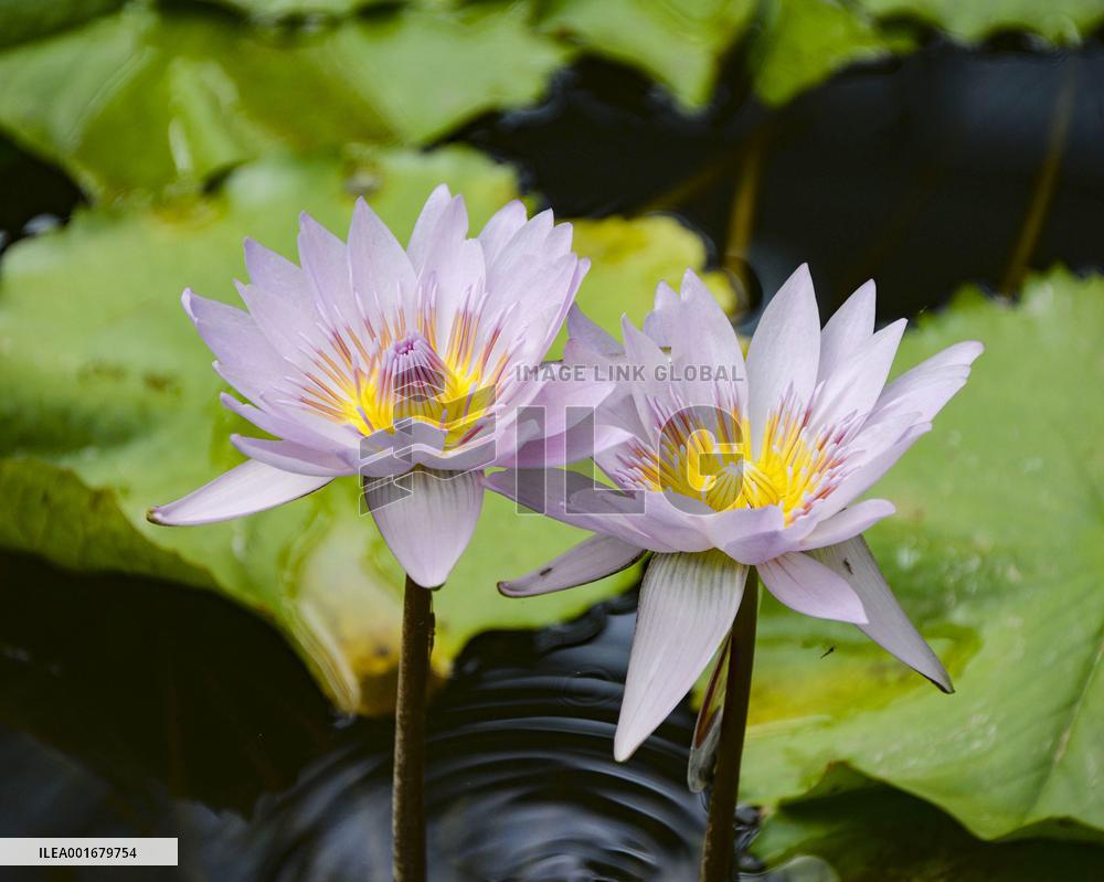 Botanical garden in Tokyo