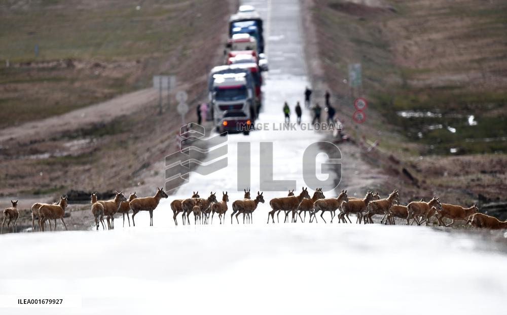 Xinhua Headlines: Chinese ecological wisdom shines in Qinghai-Tibet Plateau national park