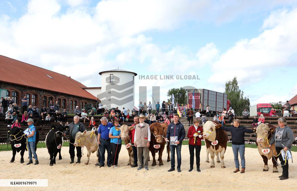 Harvest festival and livestock show