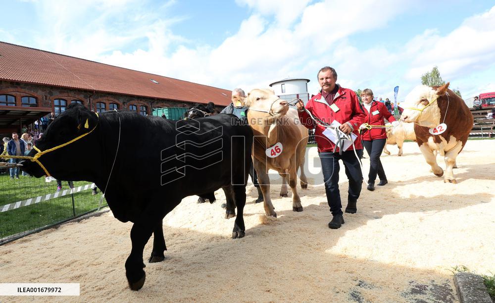 Harvest festival and livestock show