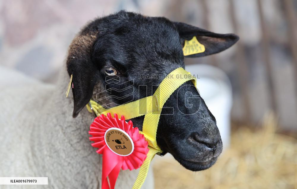 Harvest festival and livestock show