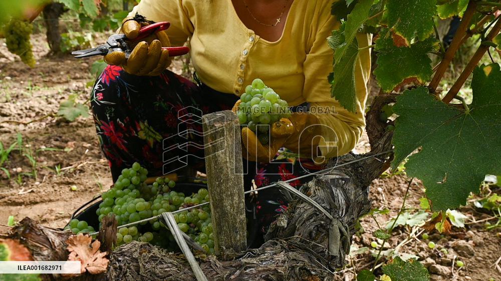 FRANCE-BORDEAUX-GRAPES-HARVEST