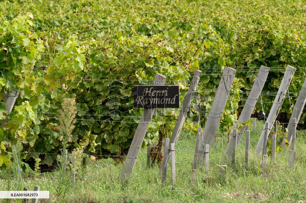 FRANCE-BORDEAUX-GRAPES-HARVEST