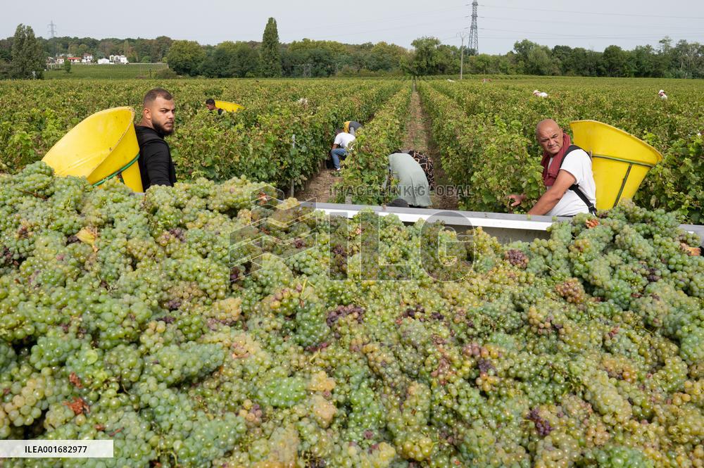 FRANCE-BORDEAUX-GRAPES-HARVEST