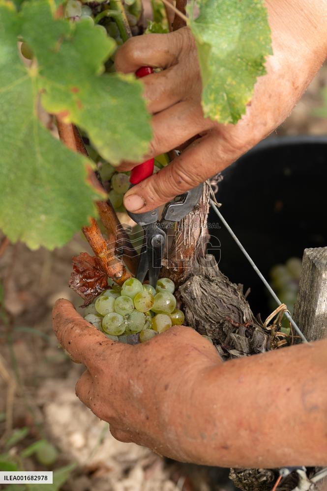 FRANCE-BORDEAUX-GRAPES-HARVEST