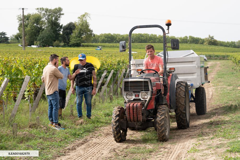 FRANCE-BORDEAUX-GRAPES-HARVEST