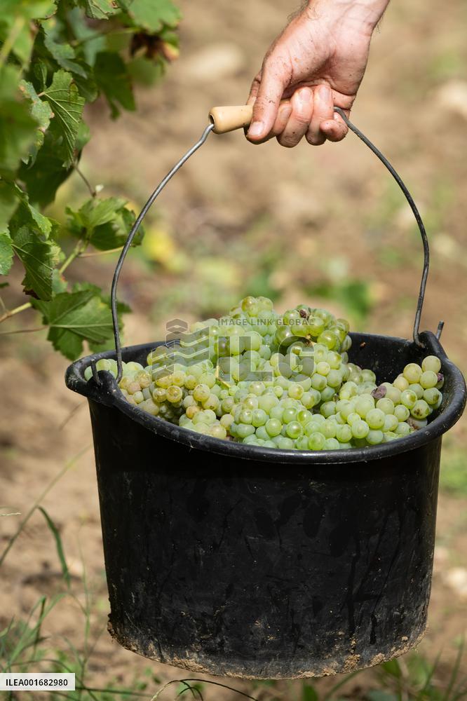 FRANCE-BORDEAUX-GRAPES-HARVEST