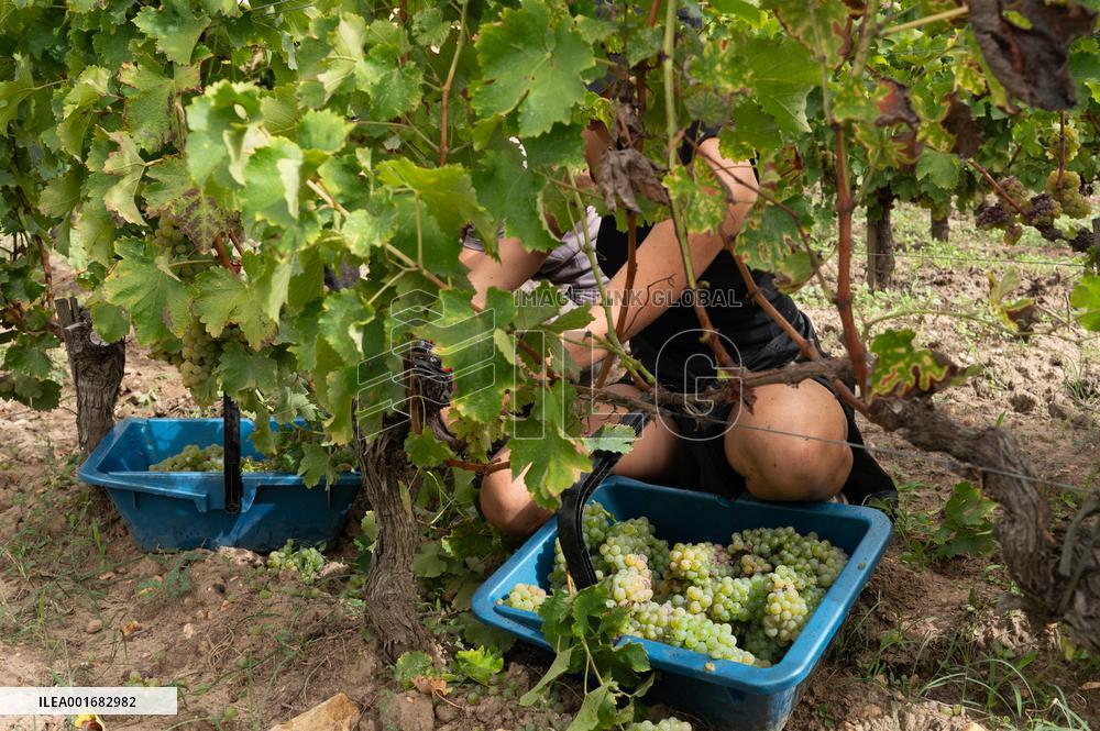 FRANCE-BORDEAUX-GRAPES-HARVEST