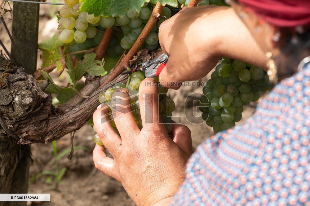 FRANCE-BORDEAUX-GRAPES-HARVEST
