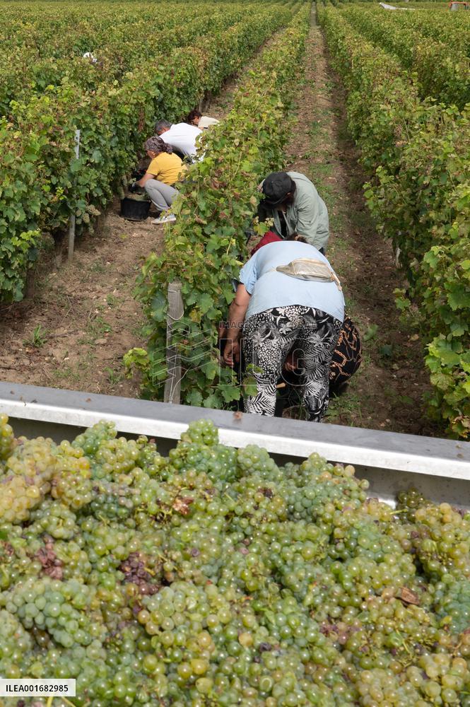 FRANCE-BORDEAUX-GRAPES-HARVEST