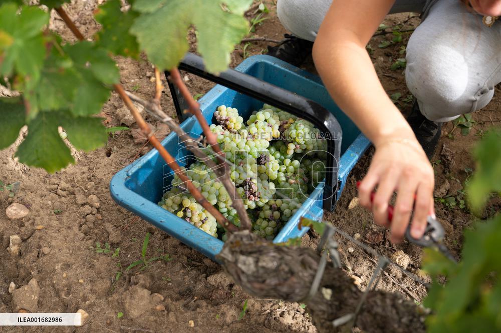 FRANCE-BORDEAUX-GRAPES-HARVEST