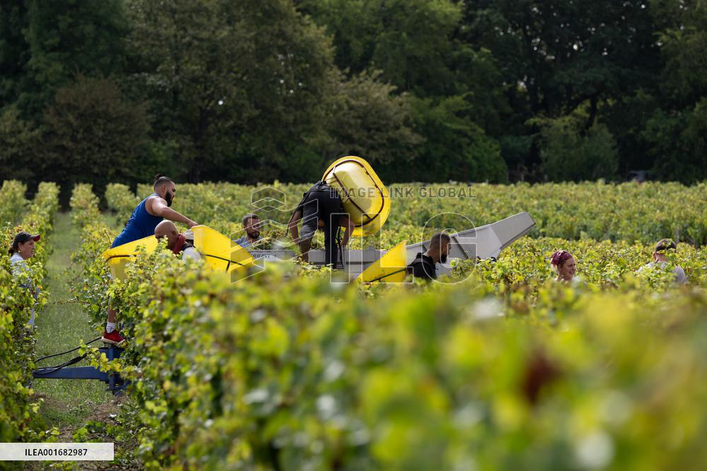 FRANCE-BORDEAUX-GRAPES-HARVEST
