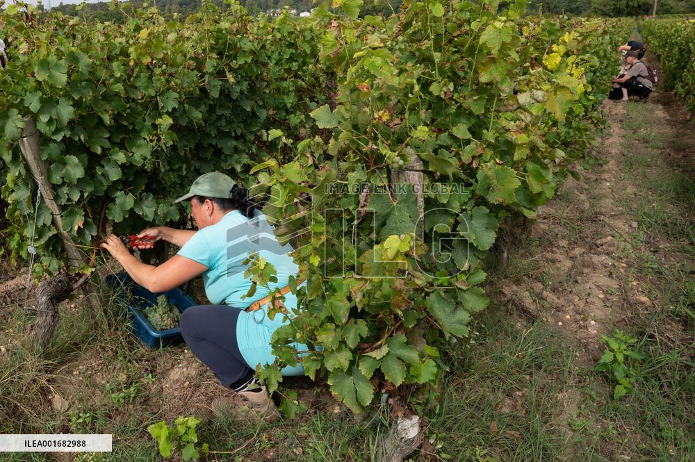 FRANCE-BORDEAUX-GRAPES-HARVEST