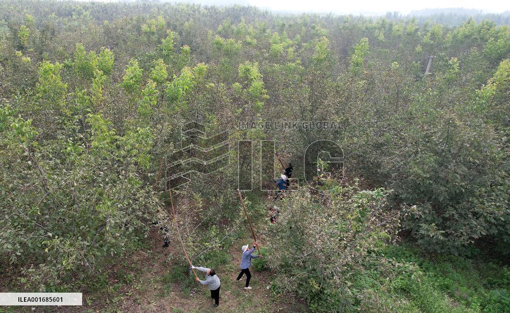 Walnut Industry Chain in Handan