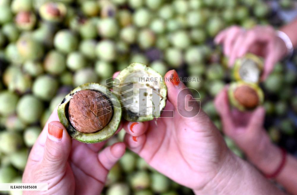 Walnut Industry Chain in Handan