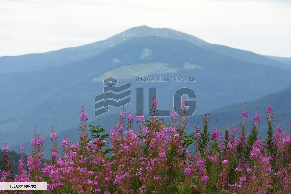 Fireweed blooms in Carpathians