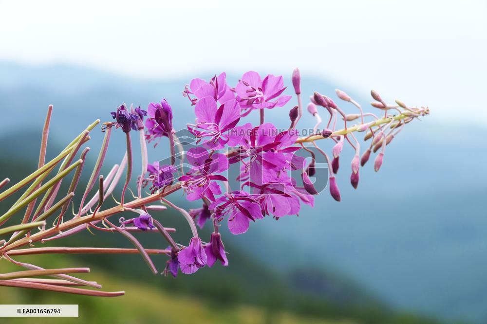 Fireweed blooms in Carpathians