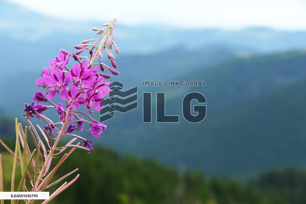 Fireweed blooms in Carpathians