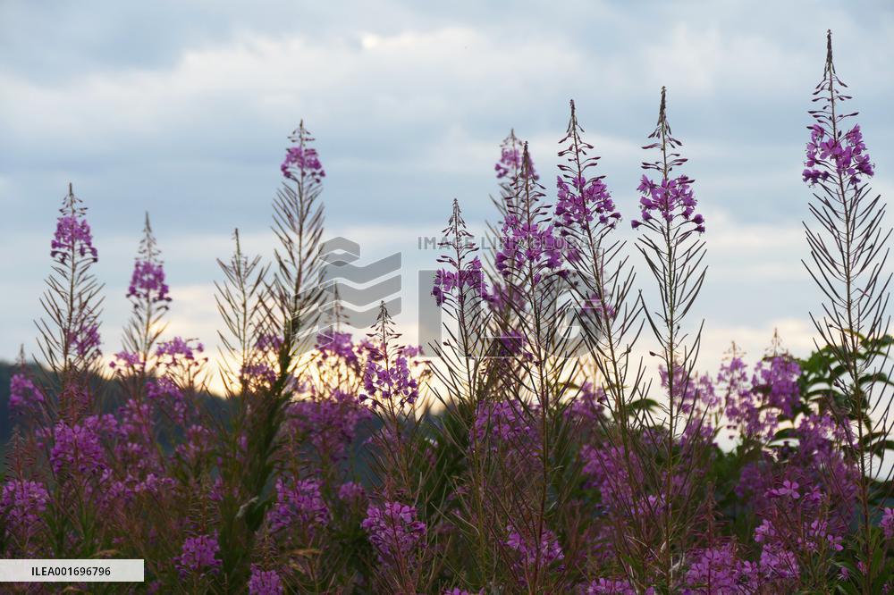 Fireweed blooms in Carpathians