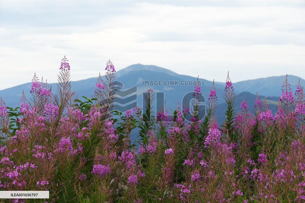 Fireweed blooms in Carpathians