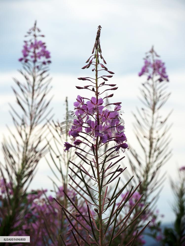 Fireweed blooms in Carpathians