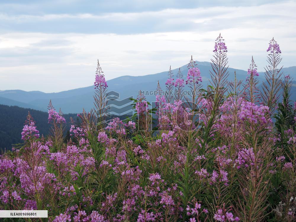 Fireweed blooms in Carpathians