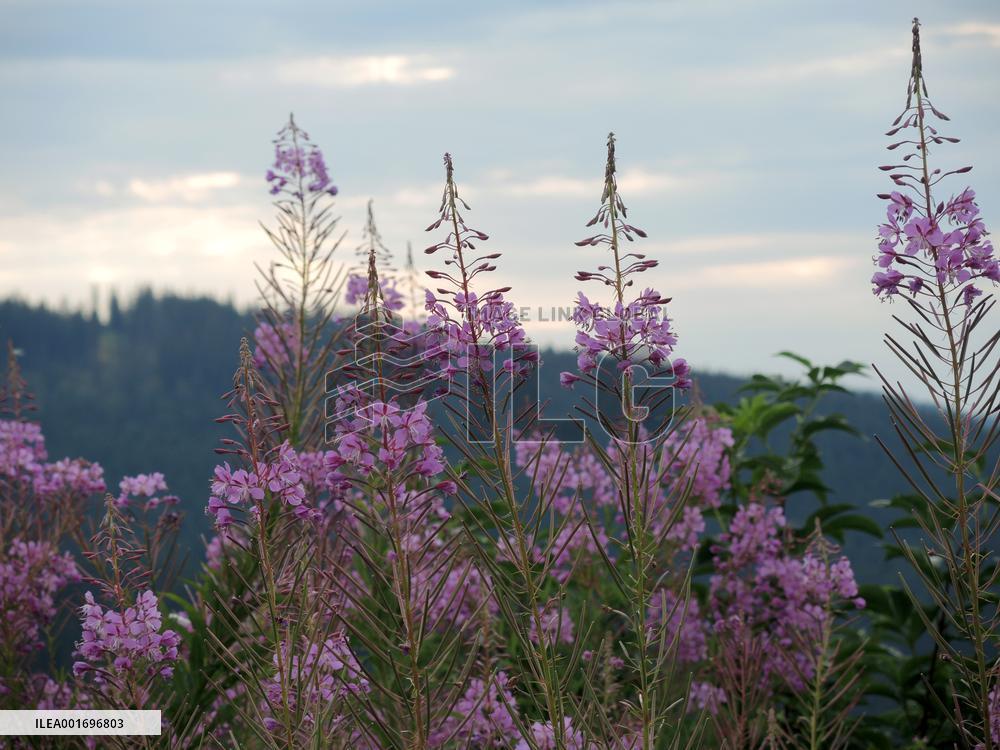 Fireweed blooms in Carpathians