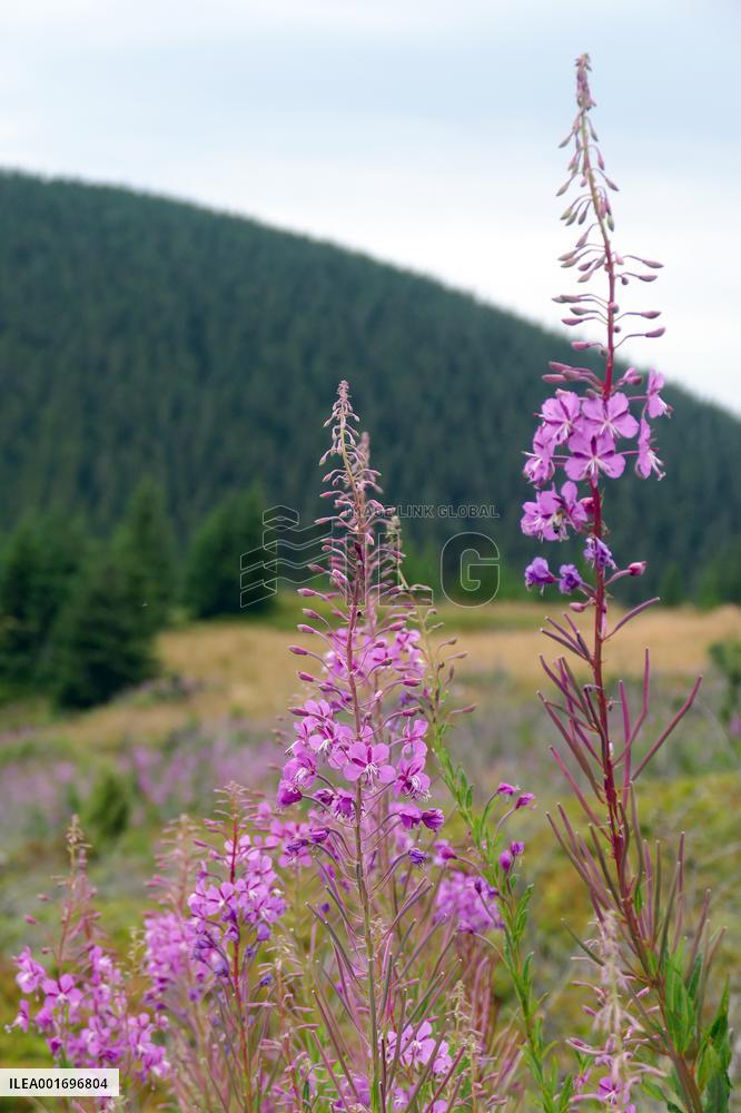 Fireweed blooms in Carpathians