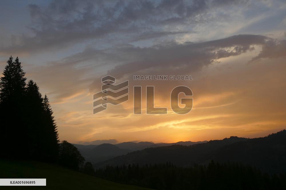 Fireweed blooms in Carpathians