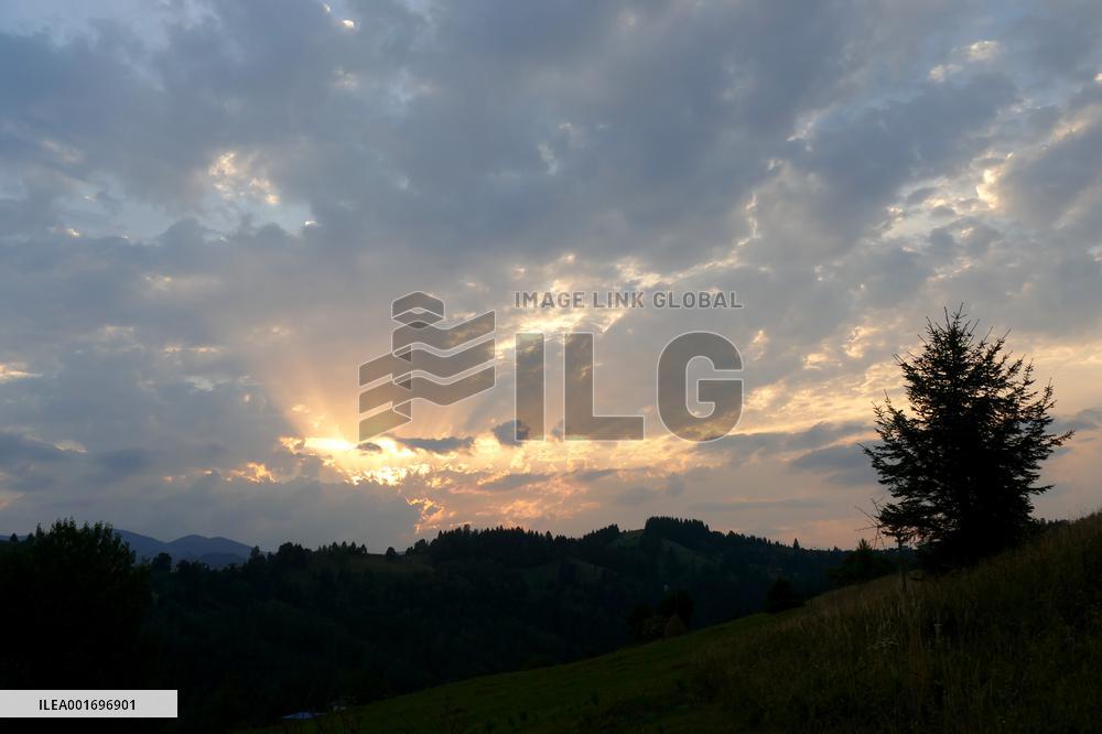Fireweed blooms in Carpathians