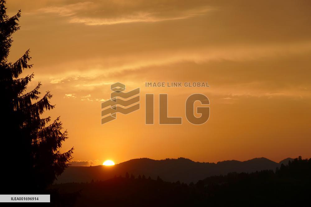 Fireweed blooms in Carpathians