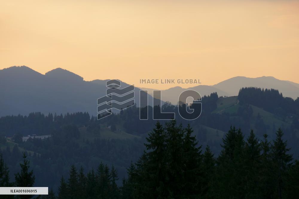 Fireweed blooms in Carpathians