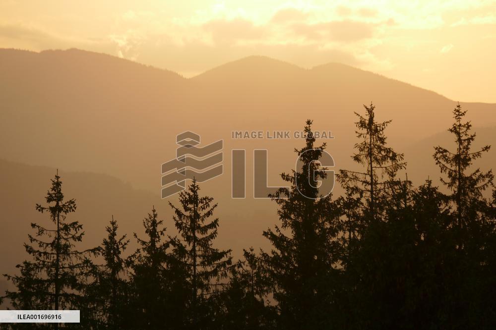 Fireweed blooms in Carpathians