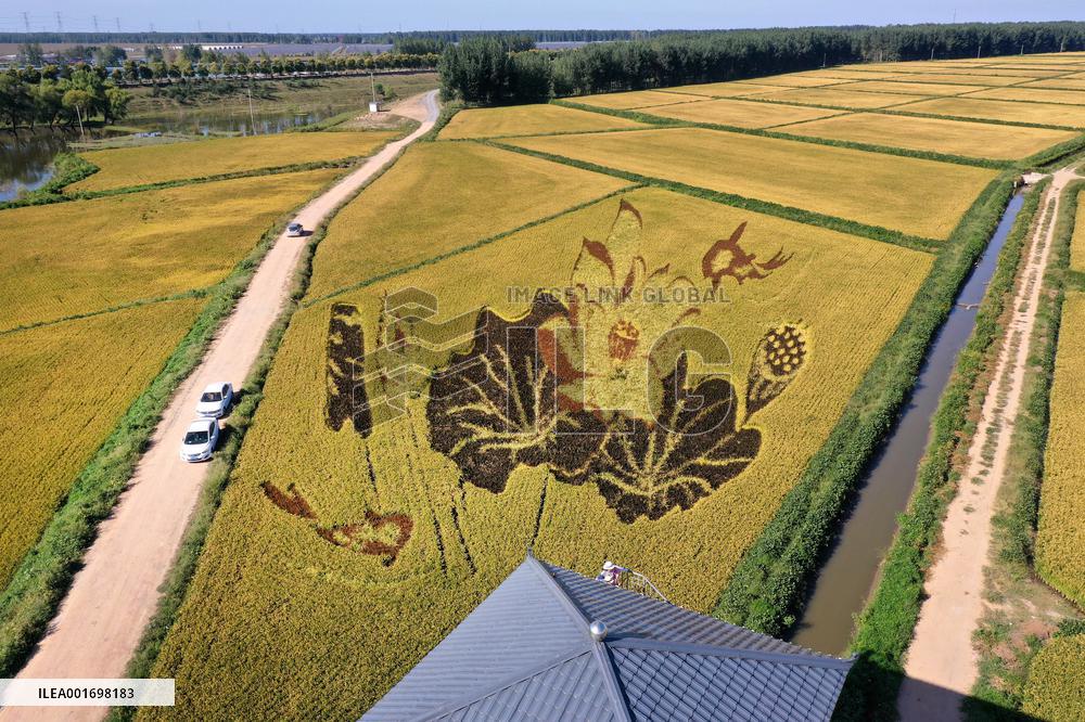 CHINA-LIAONING-ANSHAN-PADDY FIELD-AUTUMN HARVEST (CN)
