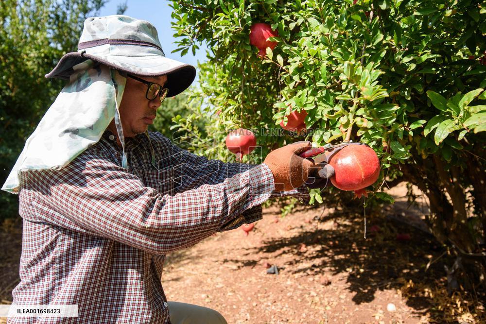 ISRAEL-YESUD HAMA'ALA-POMEGRANATE-HARVEST