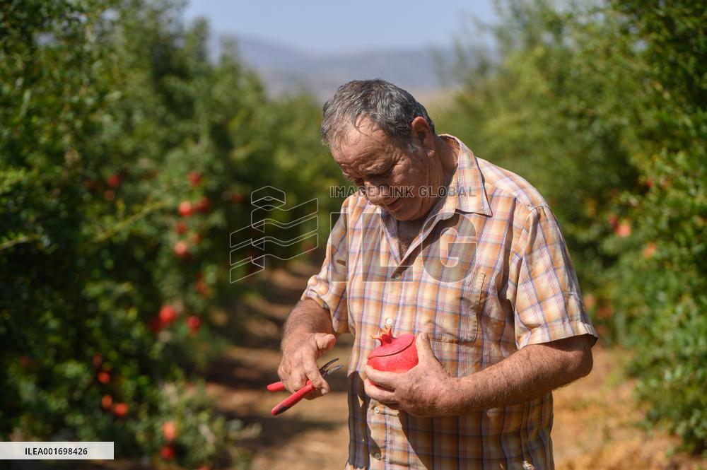 ISRAEL-YESUD HAMA'ALA-POMEGRANATE-HARVEST