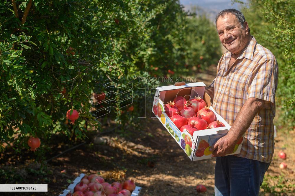 ISRAEL-YESUD HAMA'ALA-POMEGRANATE-HARVEST