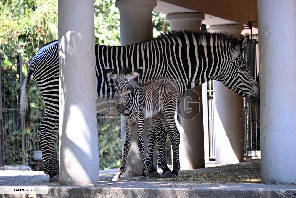 ITALY-ROME-GREVY ZEBRA FOAL