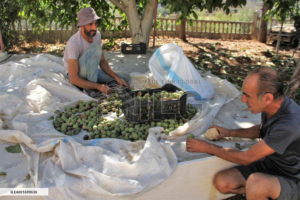 LEBANON-HASBAYA-WALNUT HARVEST