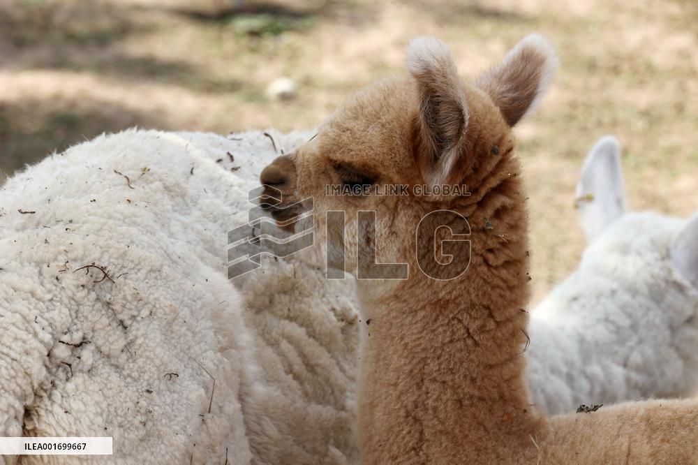 Restoration of Kharkiv ecopark