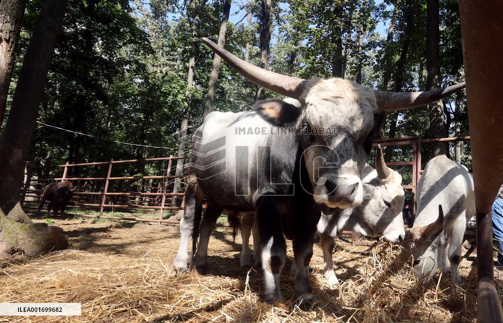Restoration of Kharkiv ecopark