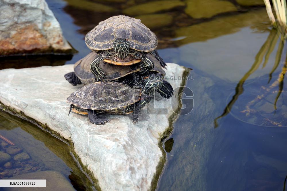 Restoration of Kharkiv ecopark
